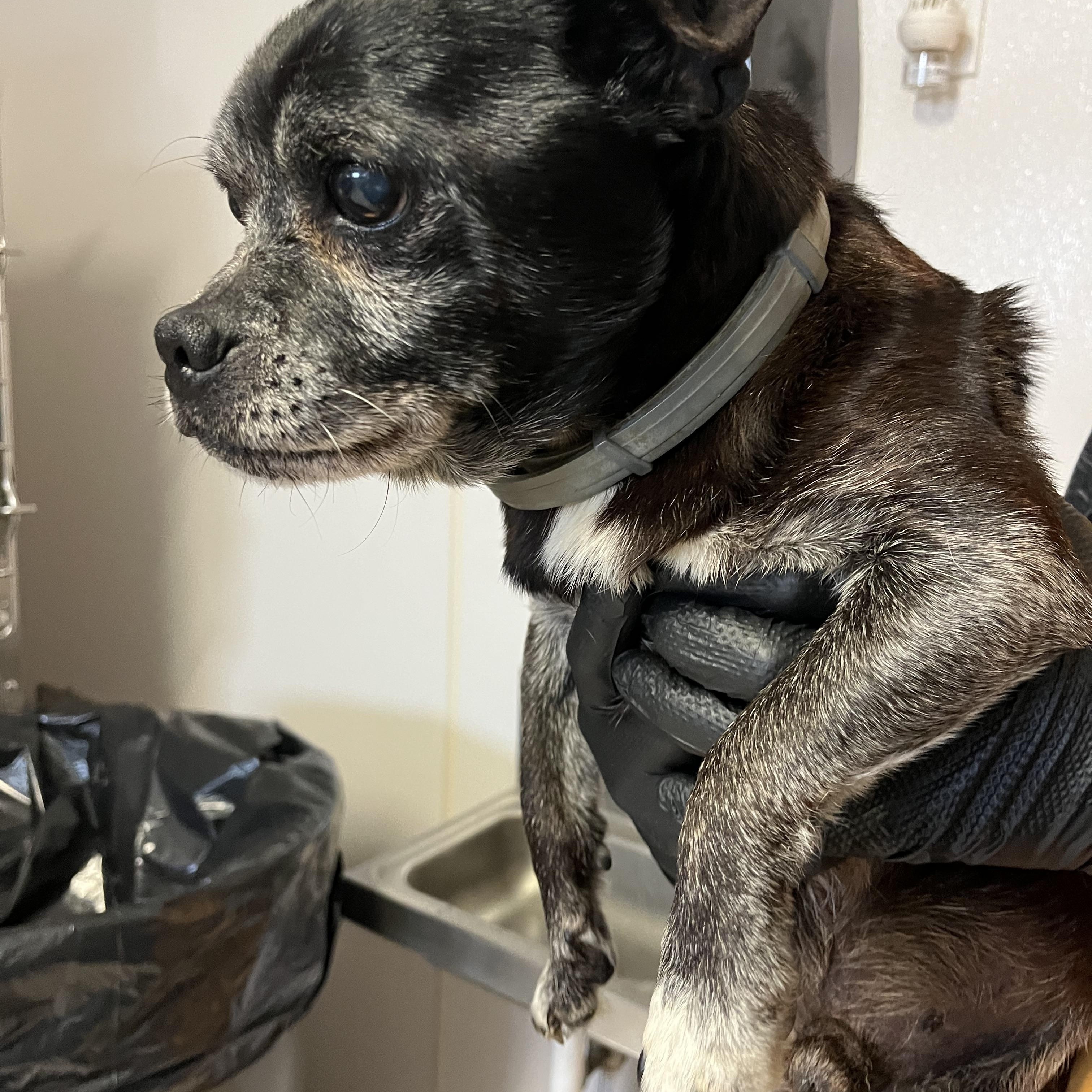 Enlarge Alverson, a ADOPTABLE mixed breed in Knoxville, TN image 3/6