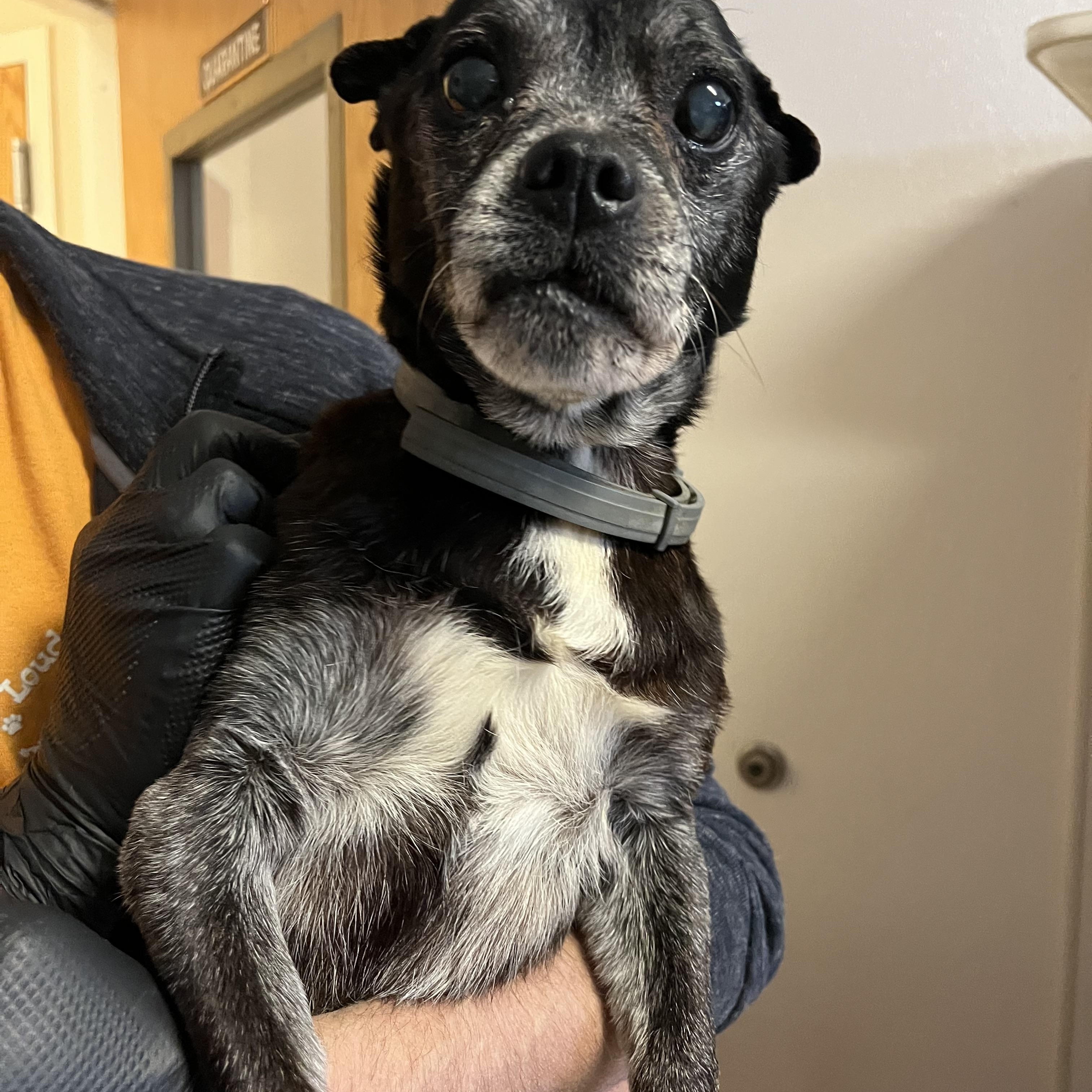 Alverson, ADOPTABLE, Senior Male Chihuahua & Pug.