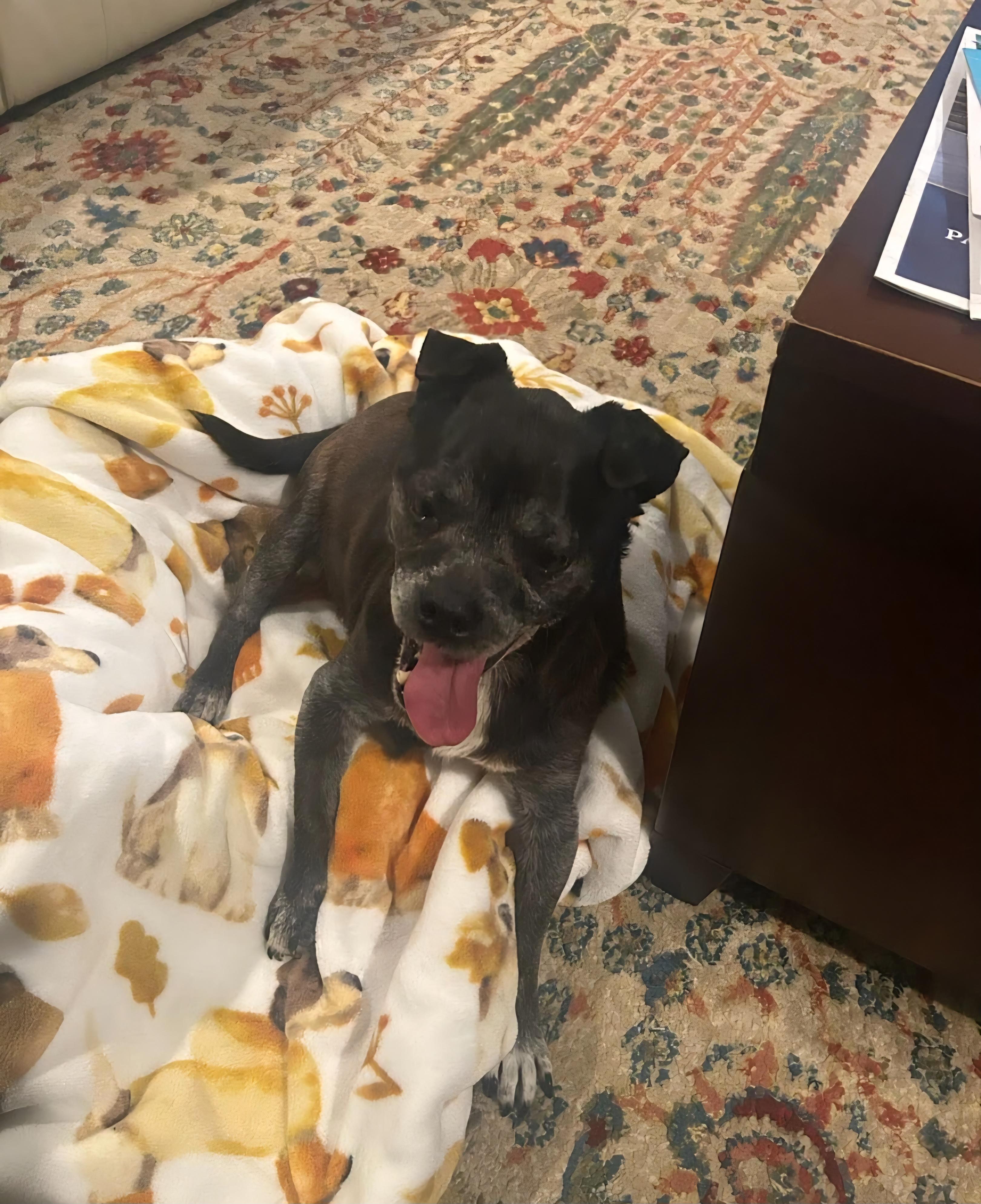 Enlarge Alverson, a ADOPTABLE mixed breed in Knoxville, TN image 5/6