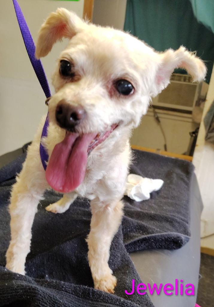 Jewelia, Adopted, Senior Female Poodle.