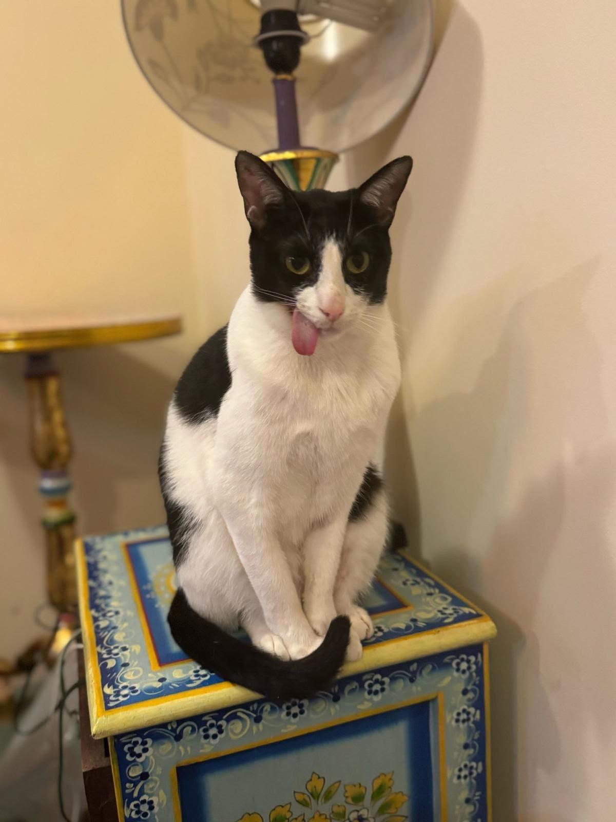 Enlarge Basmati (special needs), a Adoptable British Shorthair in Snow Hill, MD image 2/3