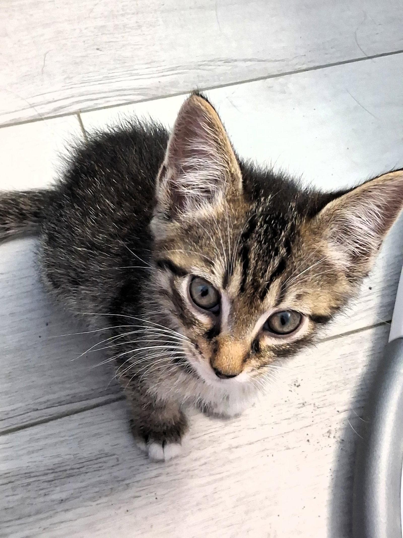 Bagel, Adoptable, Kitten Male Domestic Short Hair.