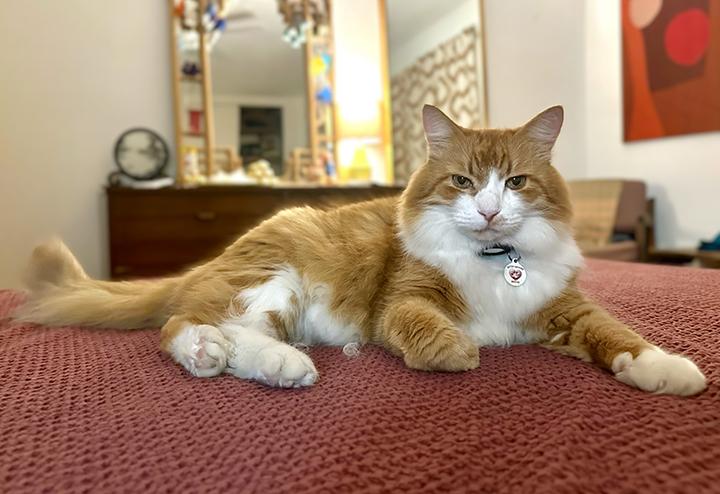 Sammy, Adoptable, Senior Male Domestic Long Hair & Maine Coon.