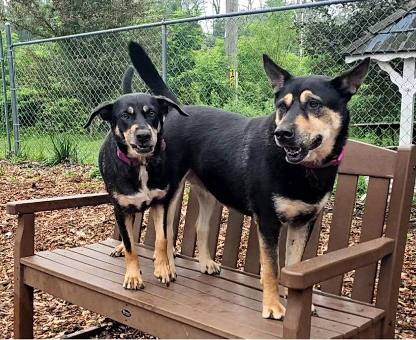 Enlarge Susie and June Bug, a Adoptable Shepherd in Ringwood, NJ image 2/3