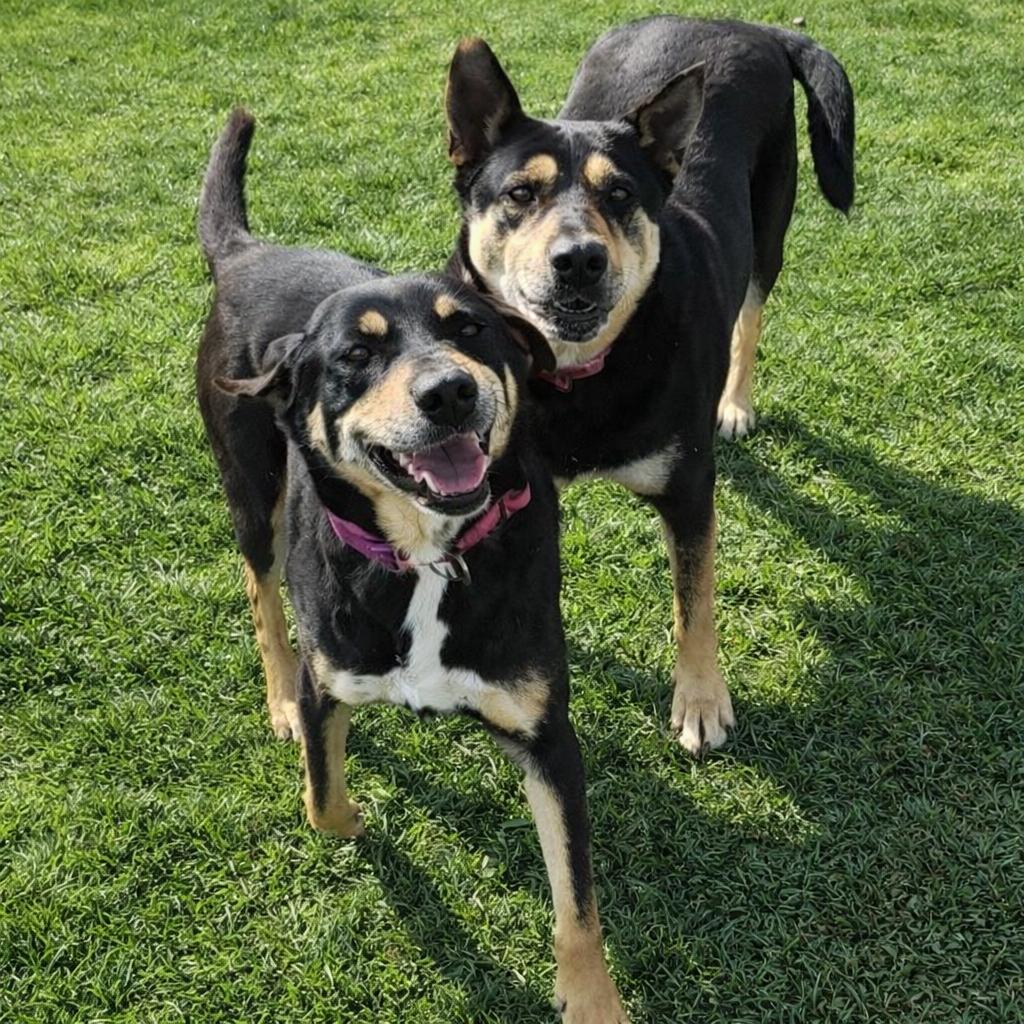 Susie and June Bug, Adoptable, Adult Female Shepherd.