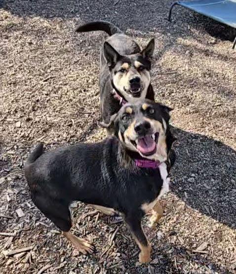 Enlarge Susie and June Bug, a Adoptable Shepherd in Ringwood, NJ image 1/3