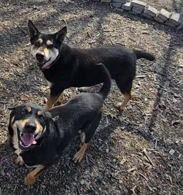 Enlarge Susie and June Bug, a Adoptable Shepherd in Ringwood, NJ image 4/6