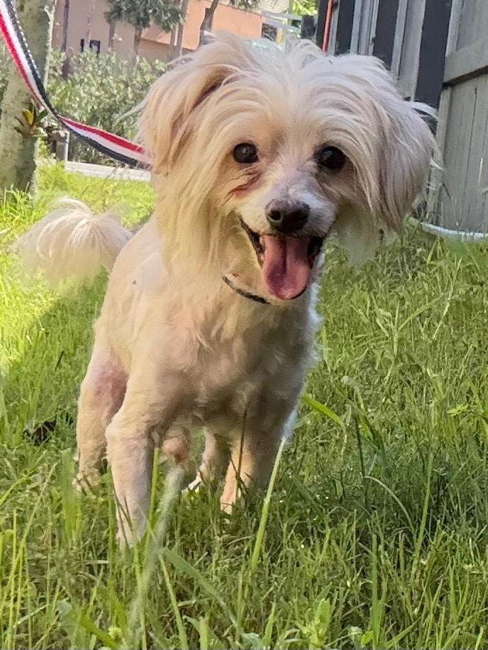 Teddy, Adoptable, Senior Male Yorkshire Terrier & Poodle.