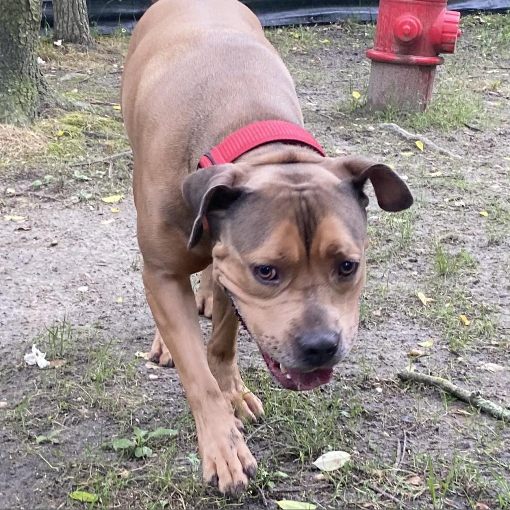 Enlarge Sloan, a Adoptable Mixed Breed image 1/6