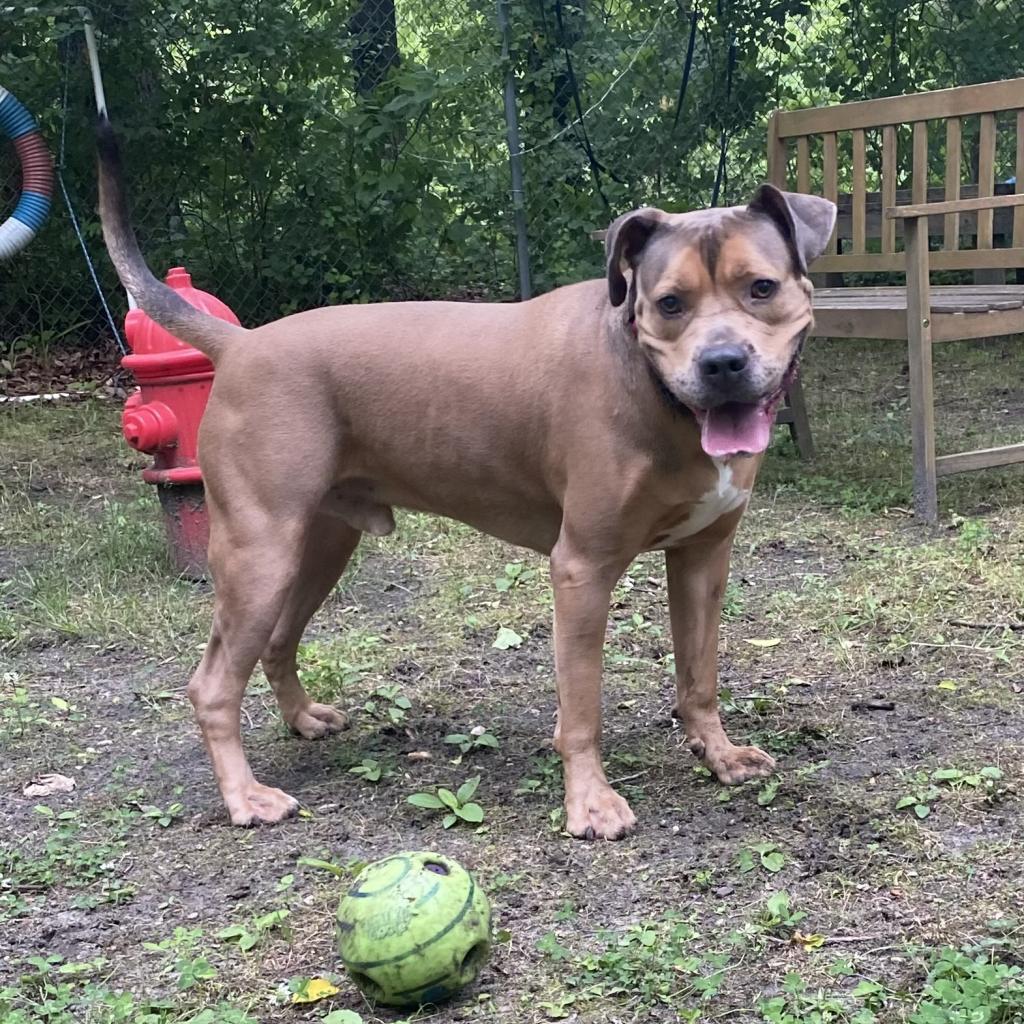 Enlarge Sloan, a Adoptable Mixed Breed image 2/6