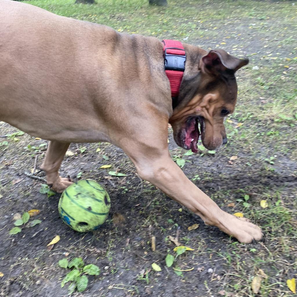 Enlarge Sloan, a Adoptable Mixed Breed image 4/6