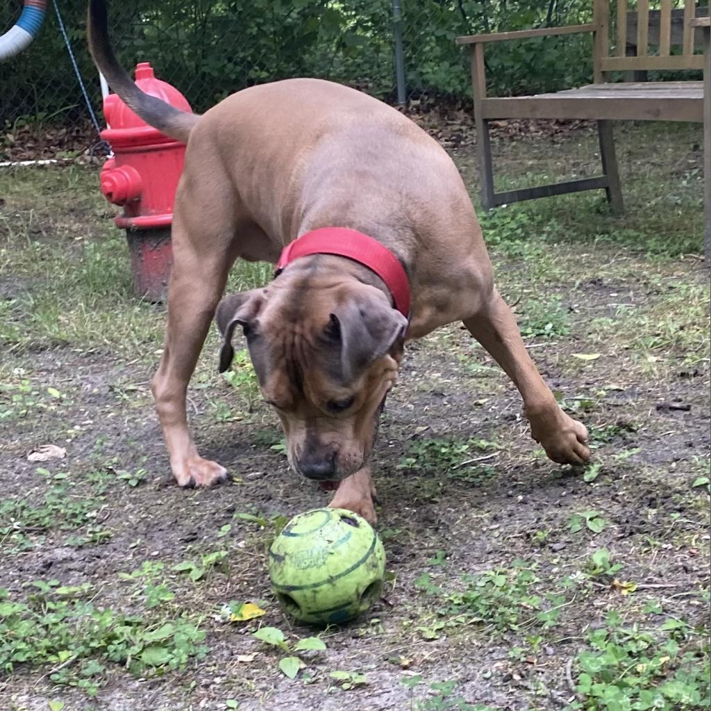 Enlarge Sloan, a Adoptable Mixed Breed in Lindenwold, NJ image 2/6