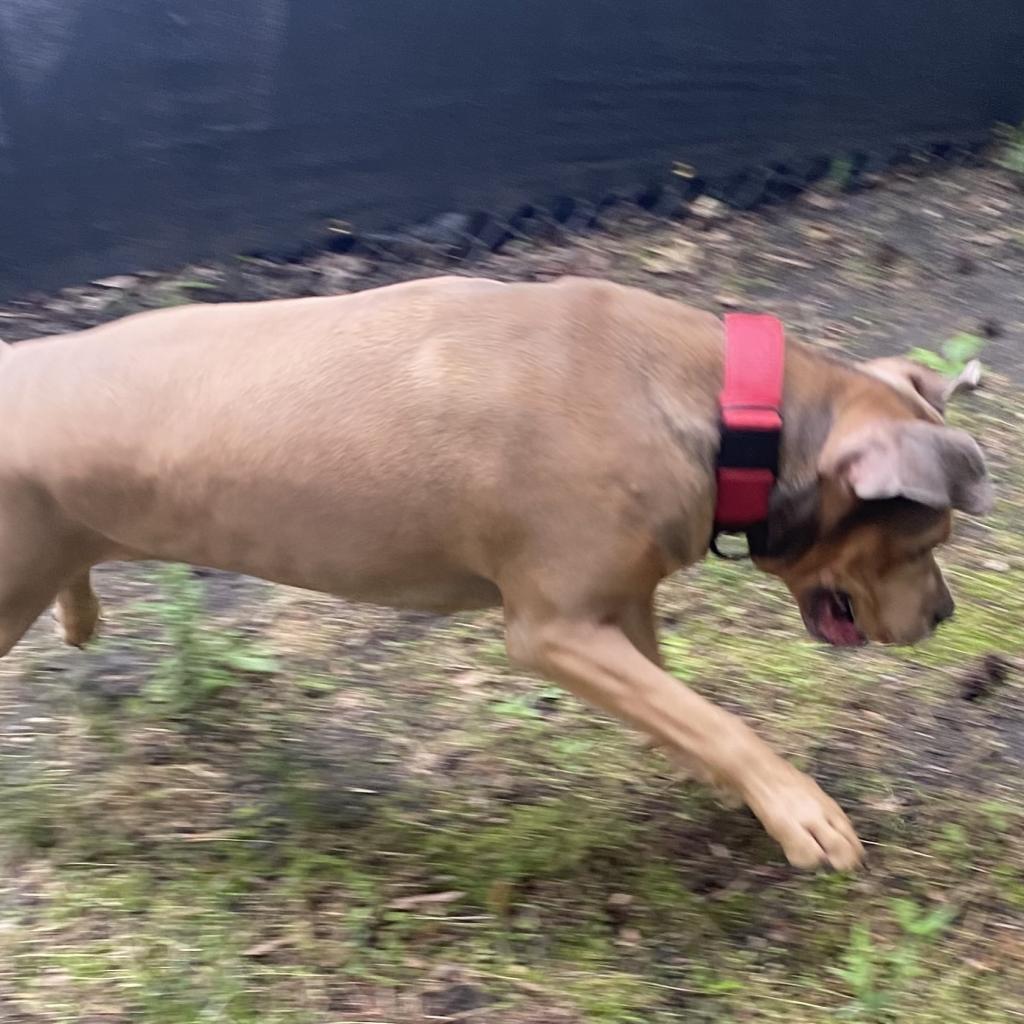 Enlarge Sloan, a Adoptable Mixed Breed in Lindenwold, NJ image 5/6