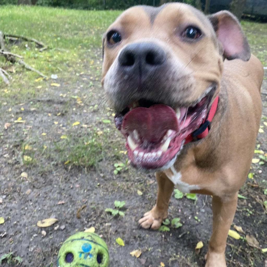 Enlarge Sloan, a Adoptable Mixed Breed image 5/6