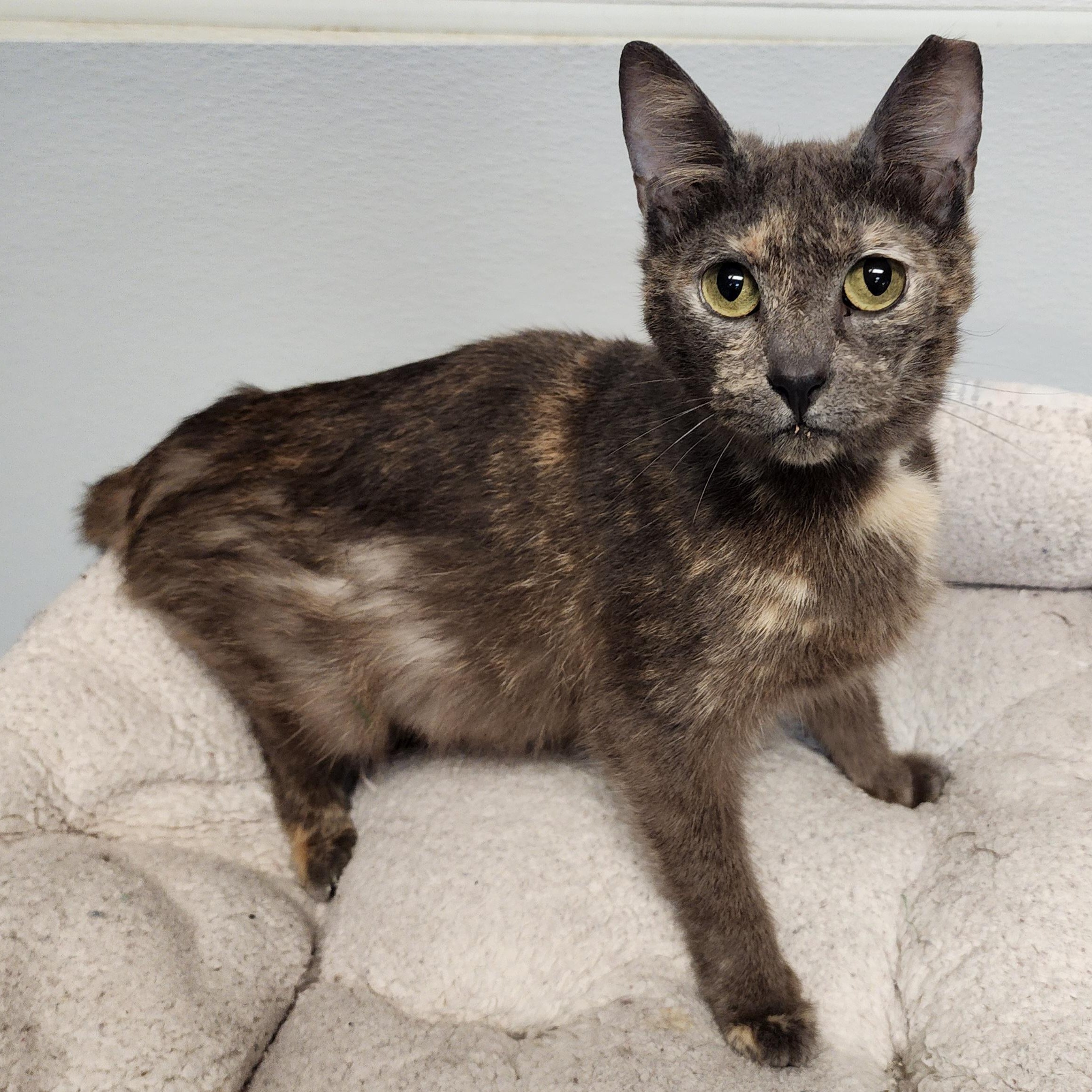 Daisy, Adoptable, Adult Female Tortoiseshell & Domestic Short Hair.