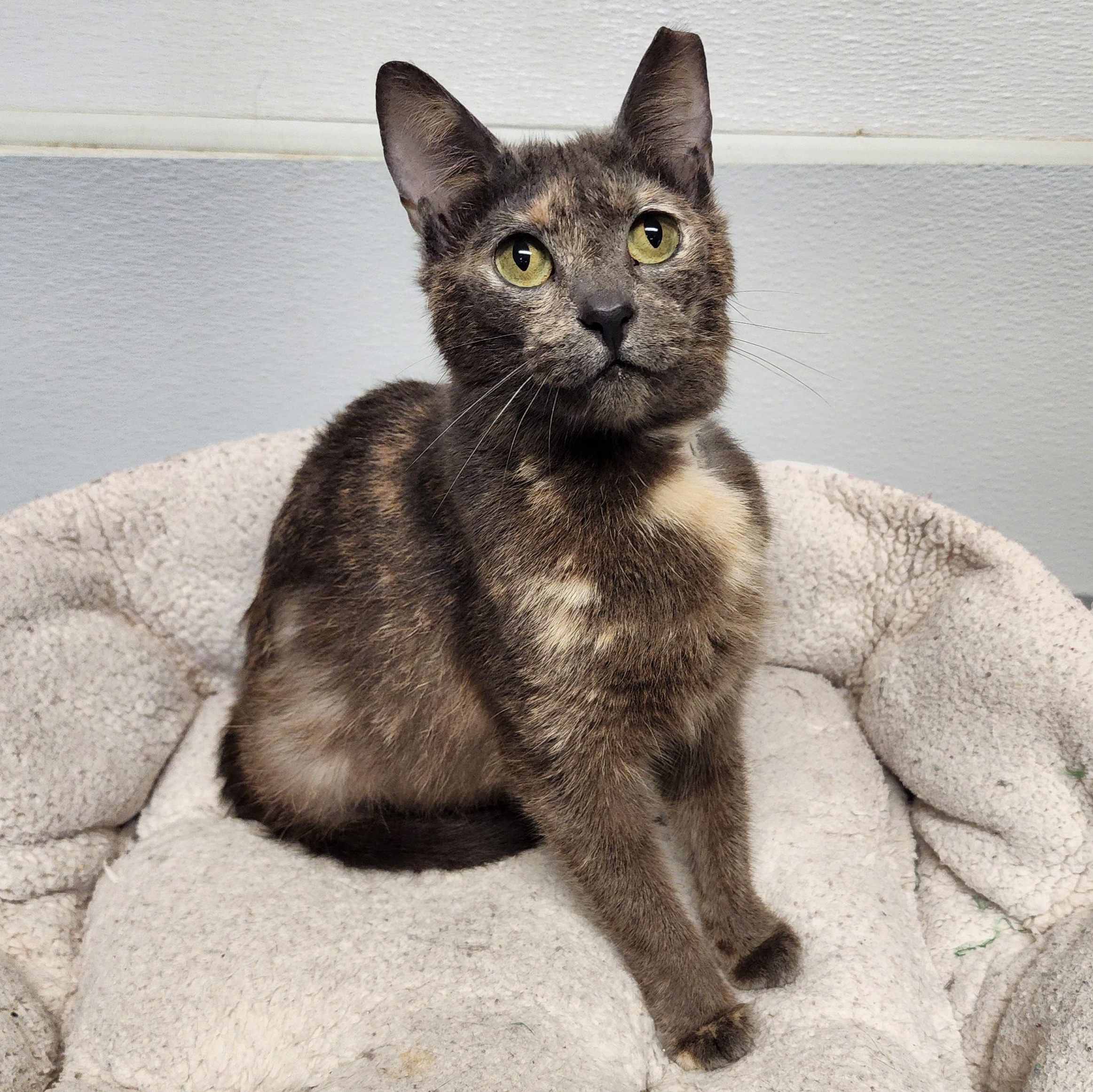 Daisy, a Adoptable mixed breed in Greensboro, NC image 4/6