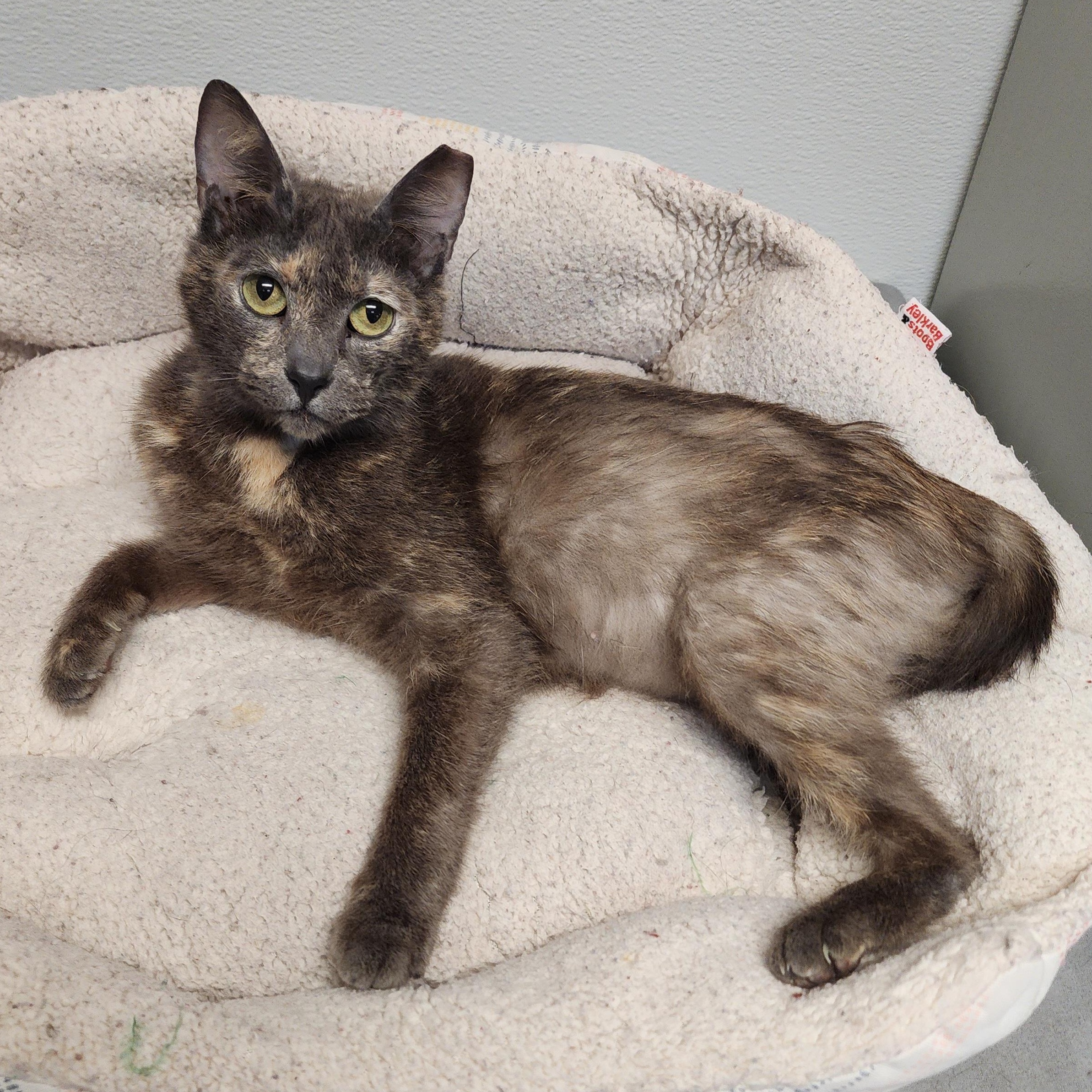 Daisy, a Adoptable mixed breed in Greensboro, NC image 6/6