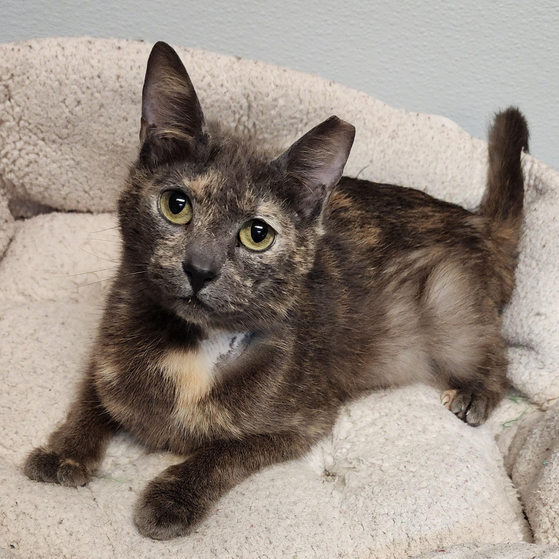 Daisy, a Adoptable mixed breed in Greensboro, NC image 2/6