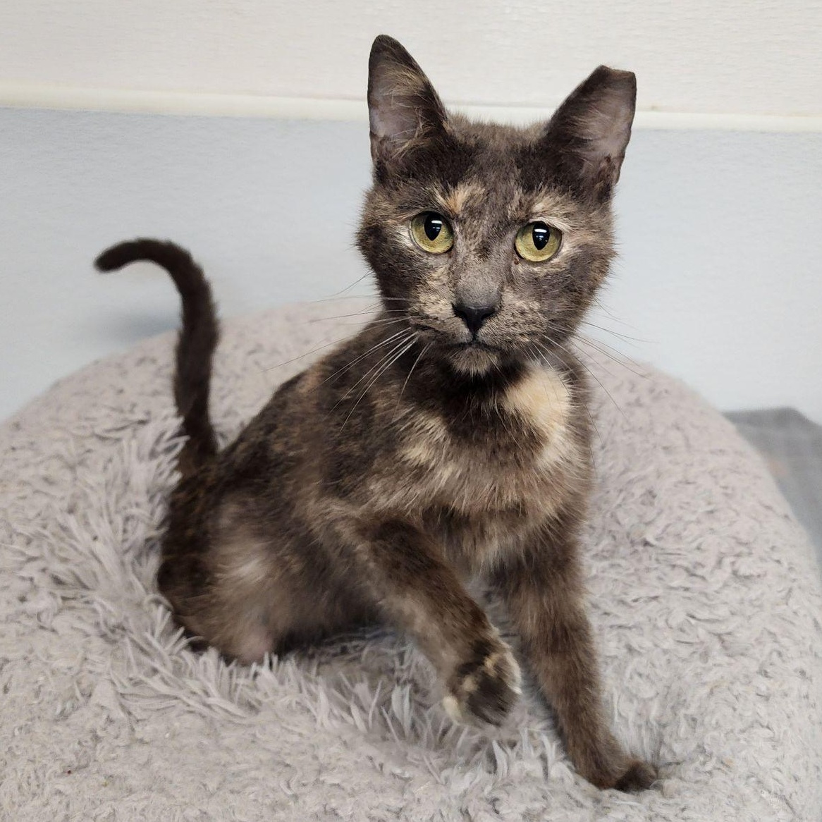 Daisy, a Adoptable mixed breed in Greensboro, NC image 1/6