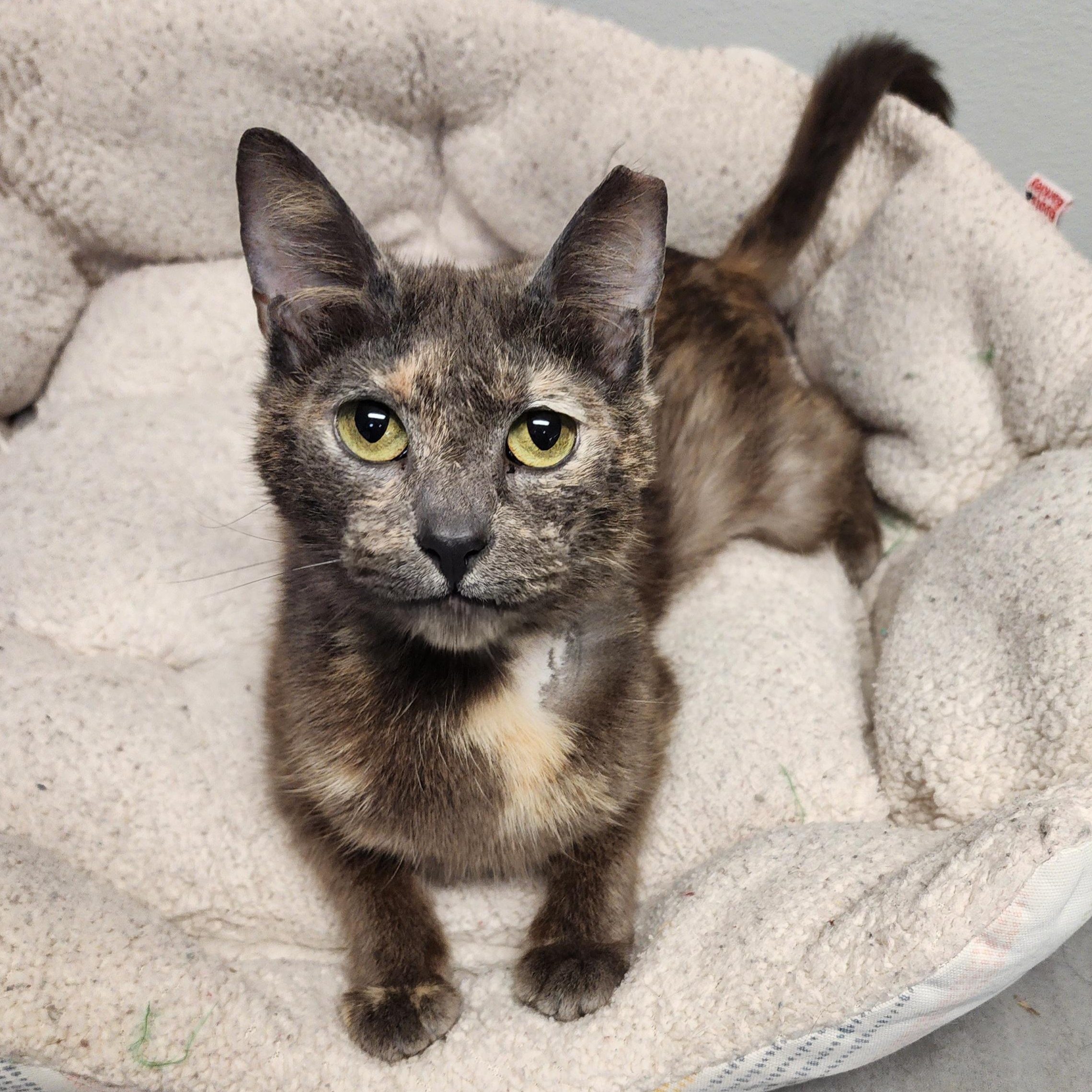 Daisy, a Adoptable mixed breed in Greensboro, NC image 5/6