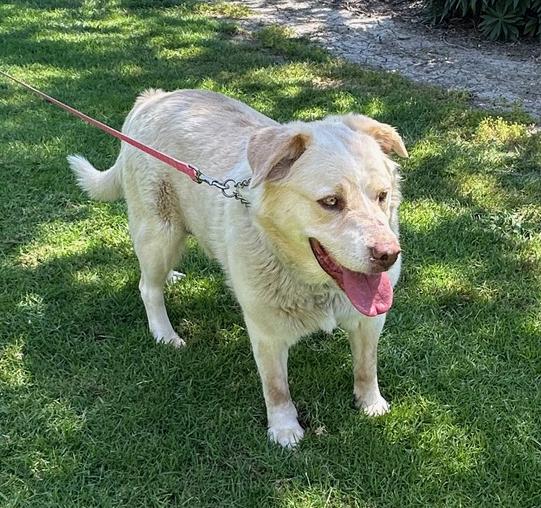 Enlarge Stevie Nicks, an adopted mixed breed in Los Angeles, CA image 3/6