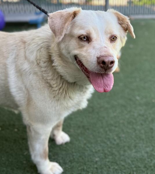 Enlarge Stevie Nicks, an adopted mixed breed in Los Angeles, CA image 4/6