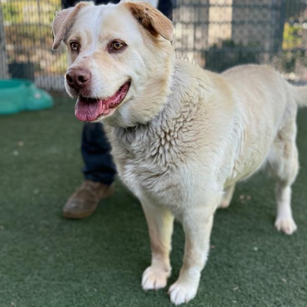 Enlarge Stevie Nicks, an adopted mixed breed in Los Angeles, CA image 2/6