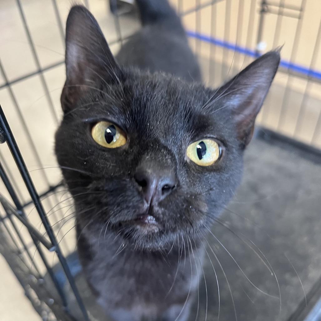 Midnight, Adoptable, Young Male Domestic Short Hair.