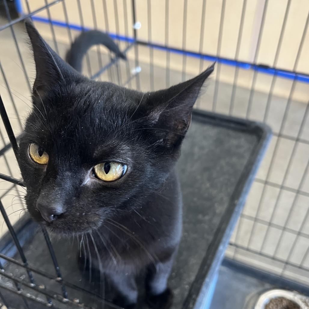 Enlarge Midnight, a Adoptable Domestic Short Hair in Pittsburg, KS image 2/2