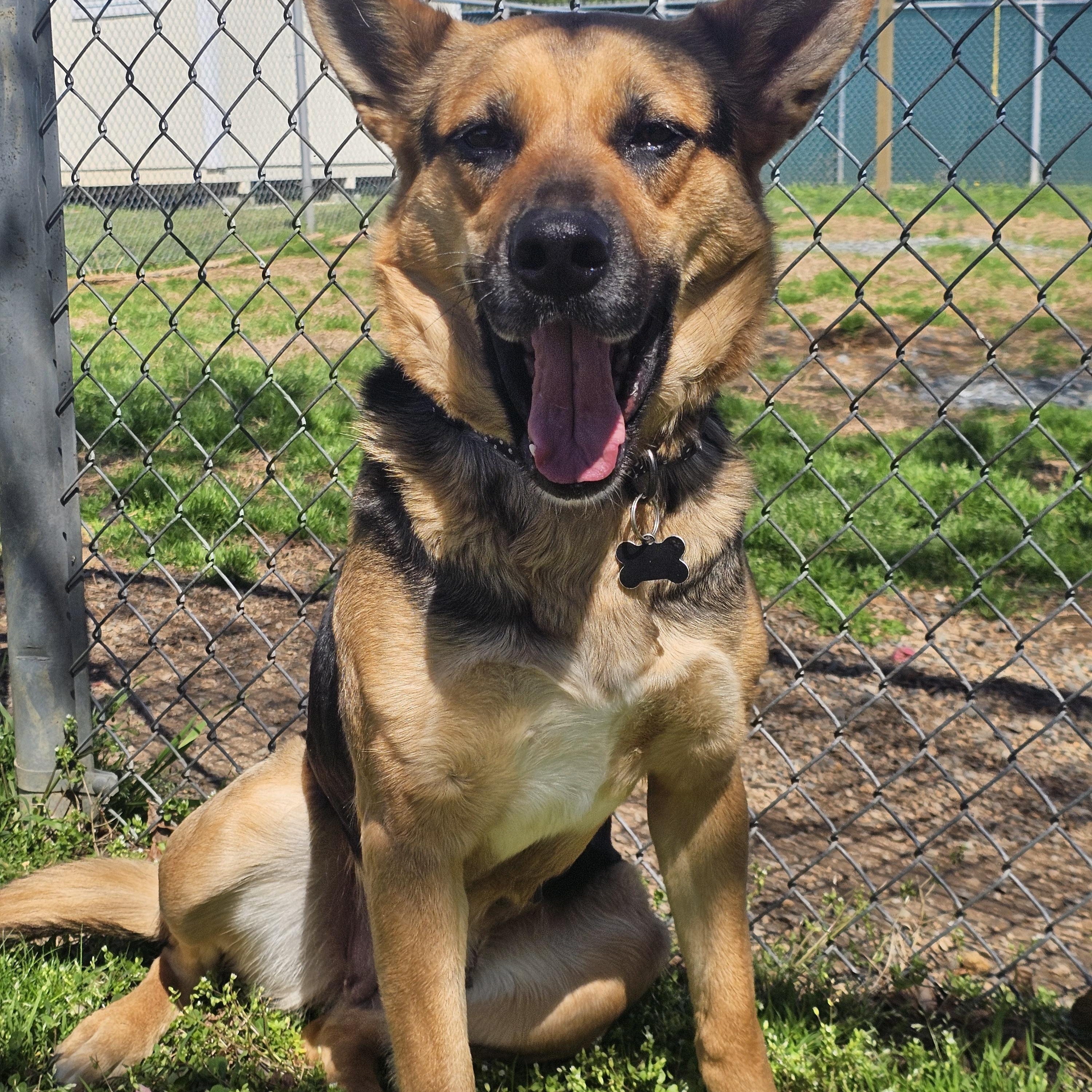 Enlarge Tessa, a ADOPTABLE German Shepherd Dog in Monroe, NC image 2/2