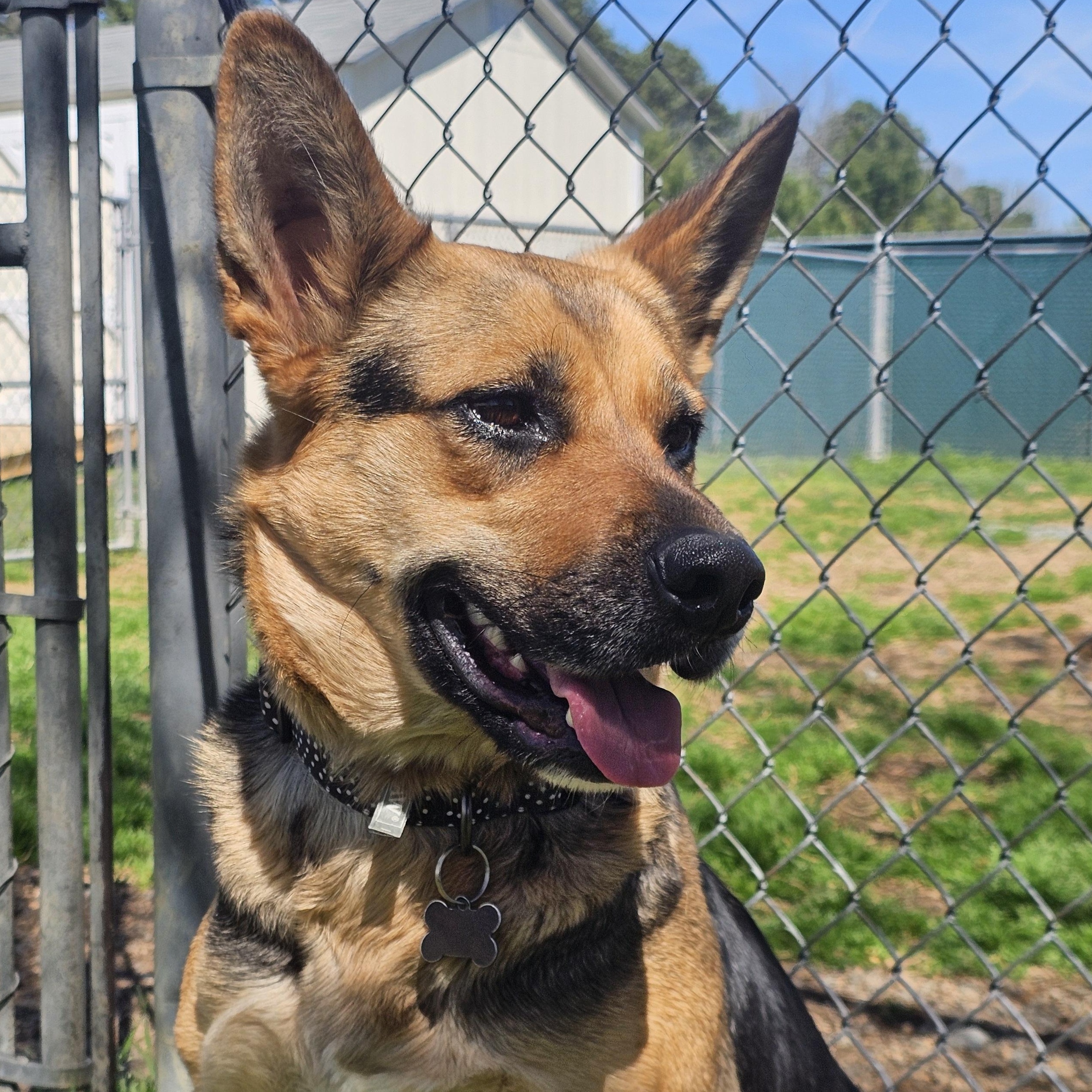 Enlarge Tessa, a ADOPTABLE German Shepherd Dog in Monroe, NC image 1/2