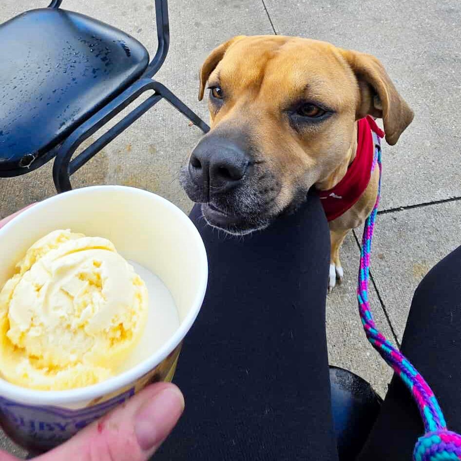 Juno, a Adoptable mixed breed in Grayling, MI image 5/6