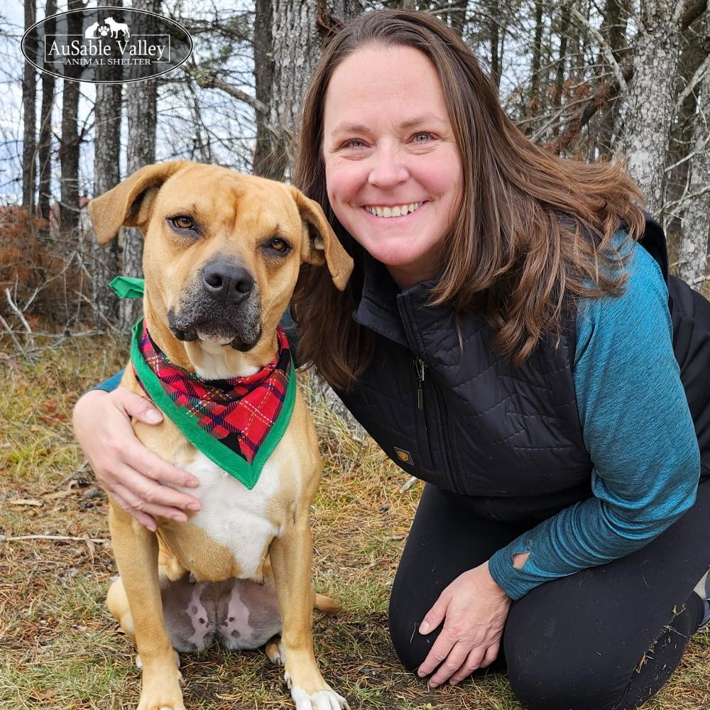 Juno, a Adoptable mixed breed in Grayling, MI image 1/6