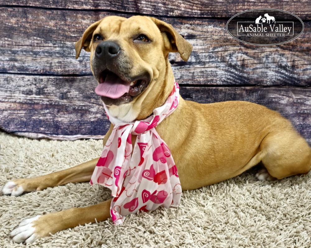 Juno, Adoptable, Adult Female Mixed Breed.