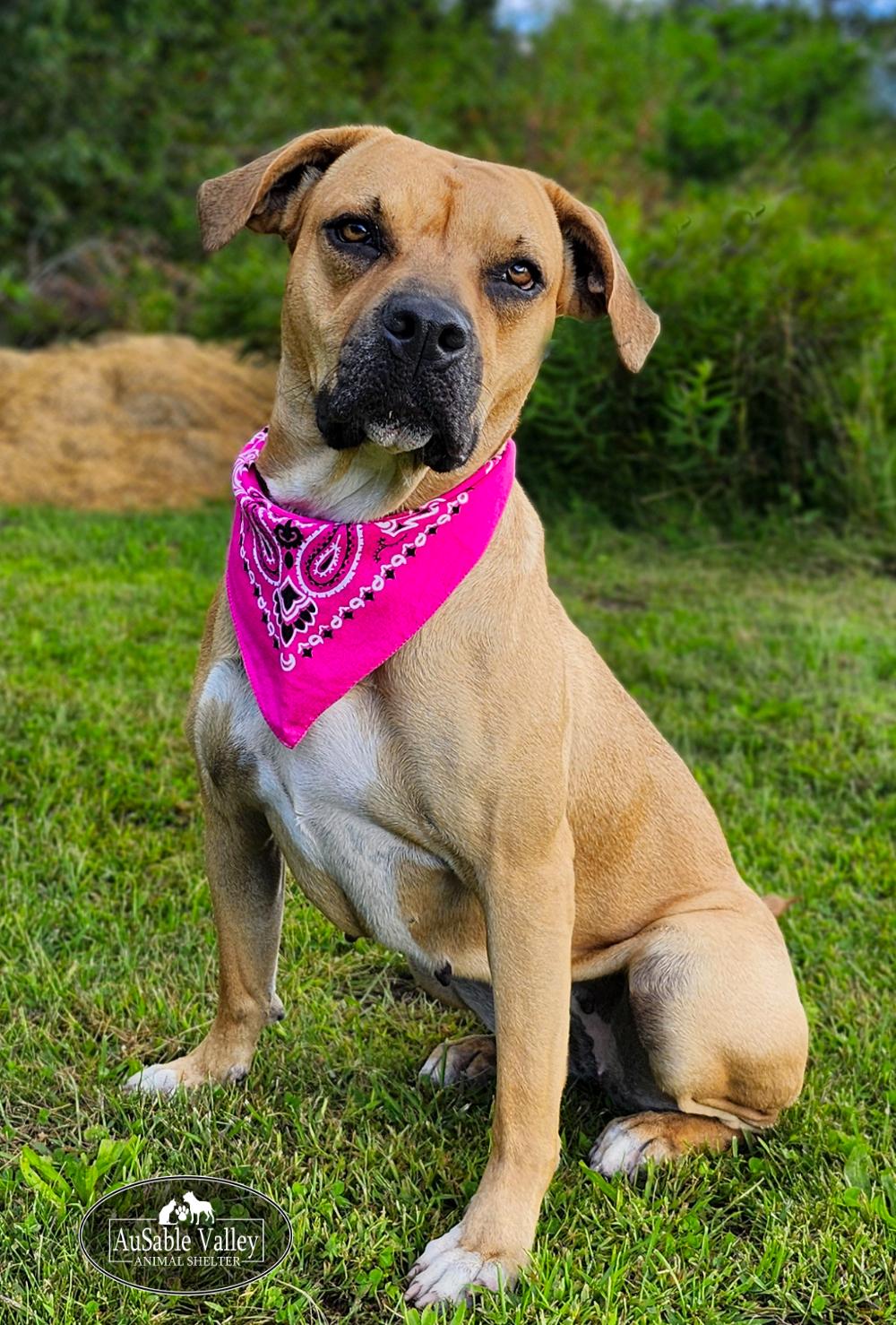 Juno, an adoptable Mixed Breed in Grayling, MI, 49738 | Photo Image 1