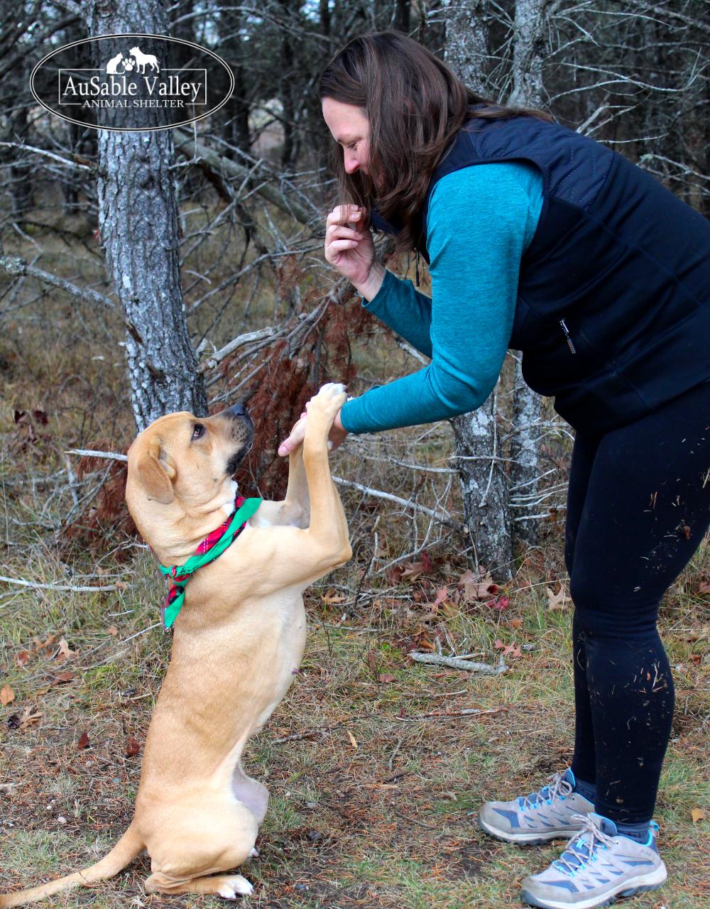 Juno, a Adoptable mixed breed in Grayling, MI image 6/6