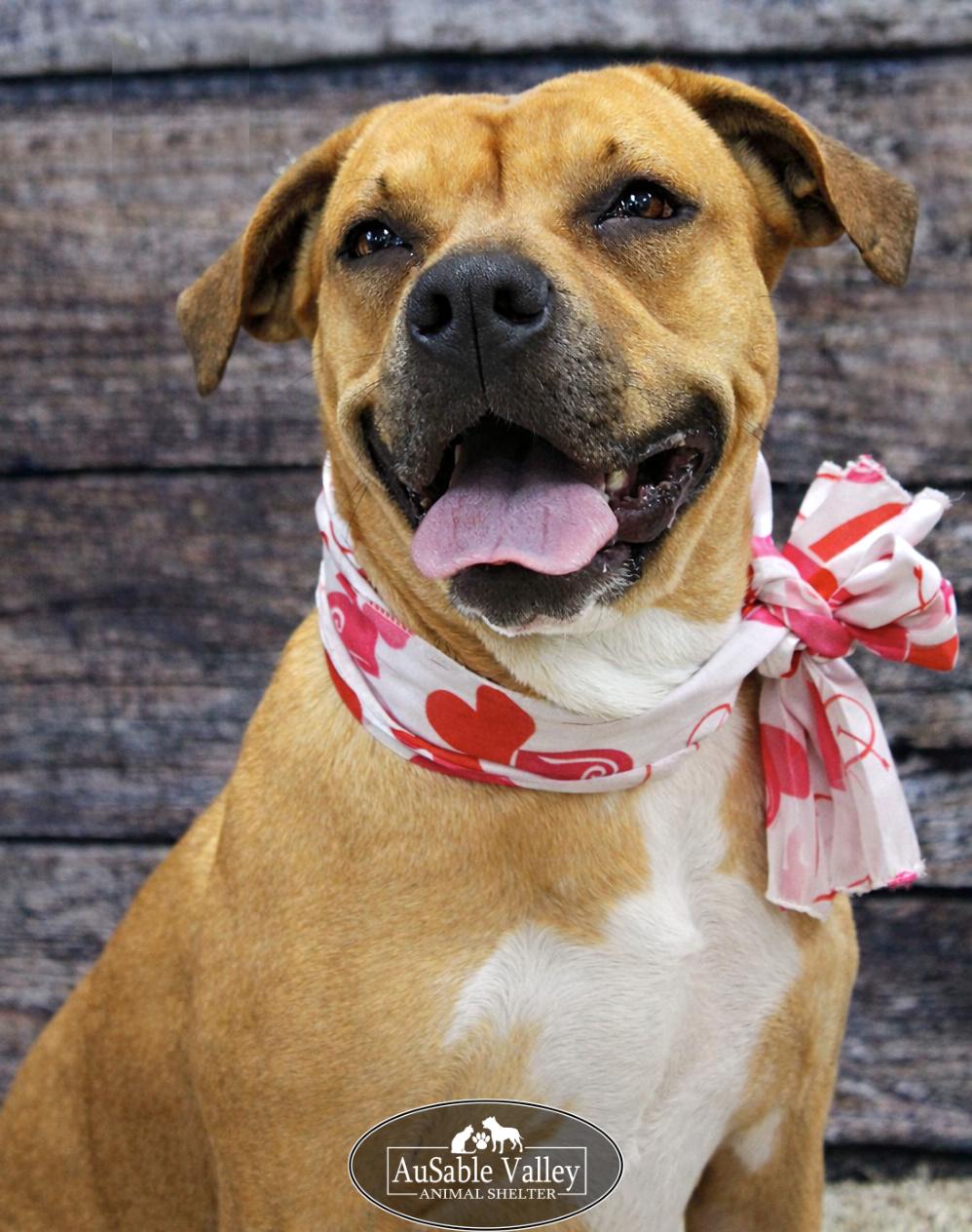 Juno, a Adoptable mixed breed in Grayling, MI image 2/6