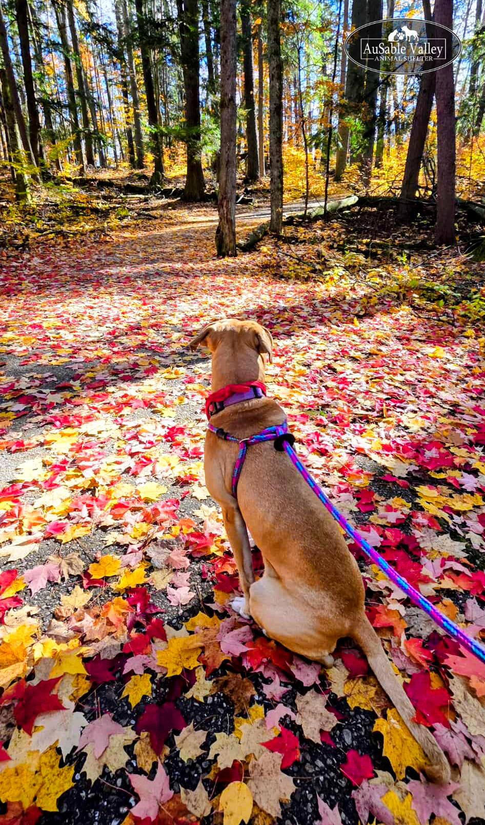 Juno, a Adoptable mixed breed in Grayling, MI image 4/6