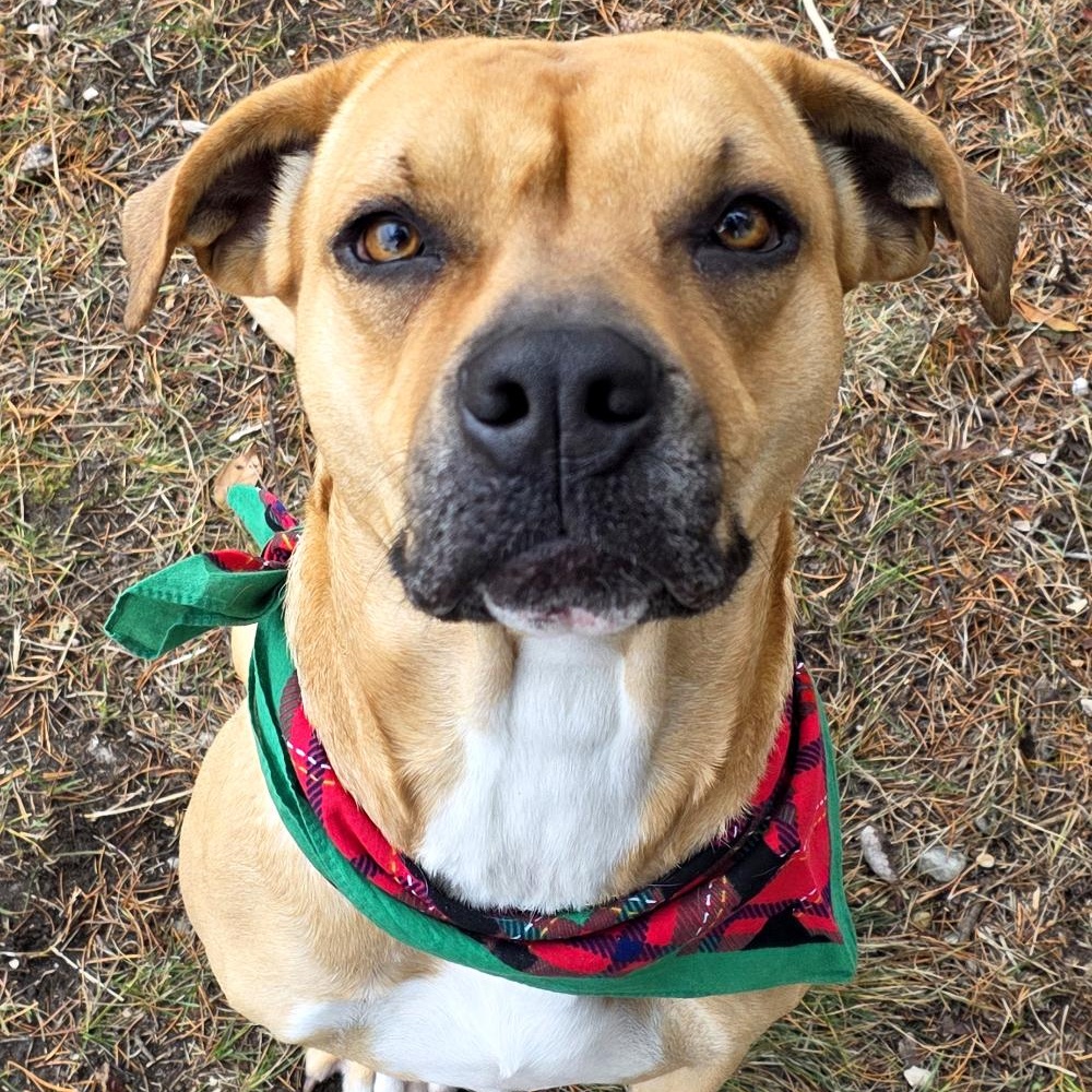 Juno, an adoptable Mixed Breed in Grayling, MI, 49738 | Photo Image 2