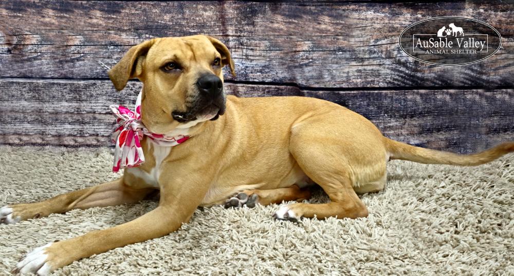Juno, a Adoptable mixed breed in Grayling, MI image 4/6