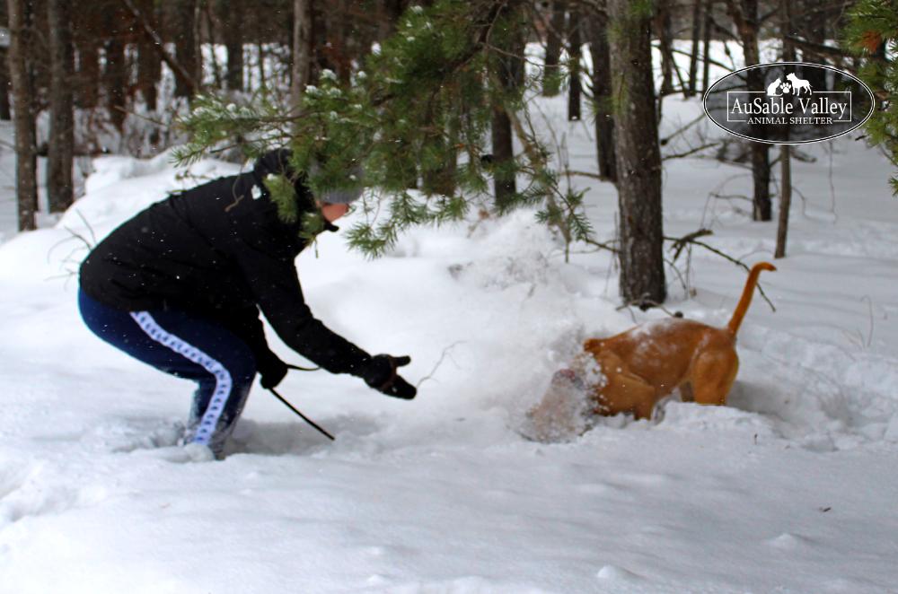 Juno, a Adoptable mixed breed in Grayling, MI image 6/6