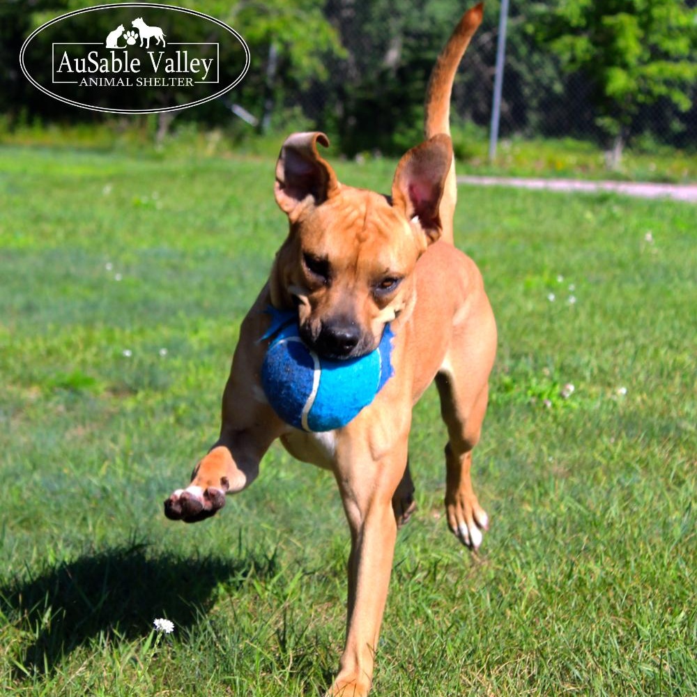 Juno, an adoptable Mixed Breed in Grayling, MI, 49738 | Photo Image 5