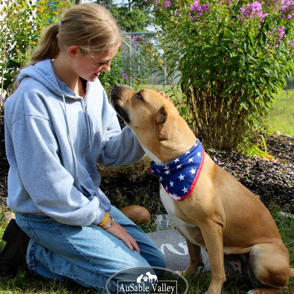 Juno, an adoptable Mixed Breed in Grayling, MI, 49738 | Photo Image 3