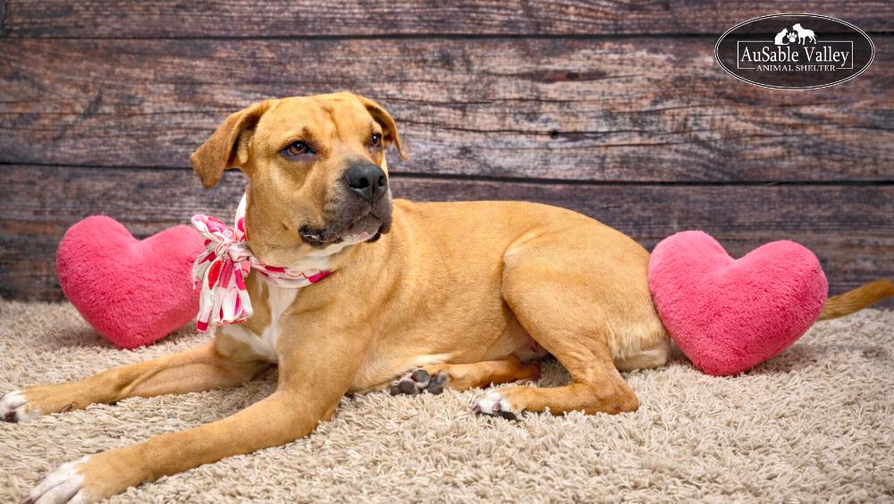 Juno, a Adoptable mixed breed in Grayling, MI image 2/6