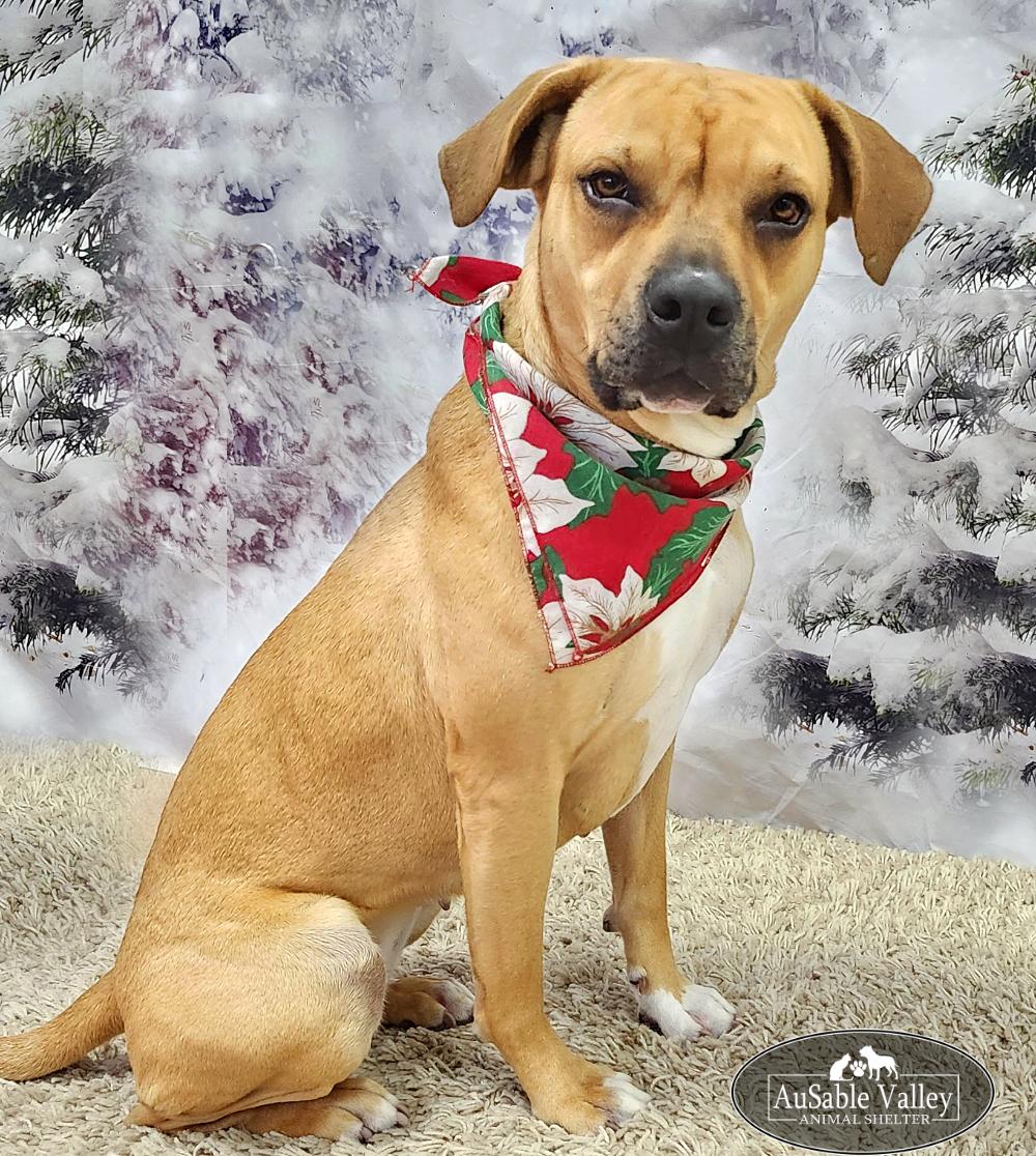 Juno, Adoptable, Adult Female Mixed Breed.