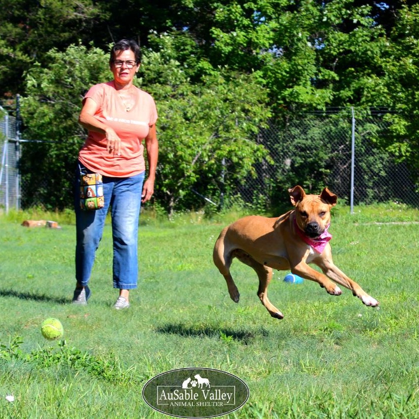 Juno, a Adoptable mixed breed in Grayling, MI image 3/6