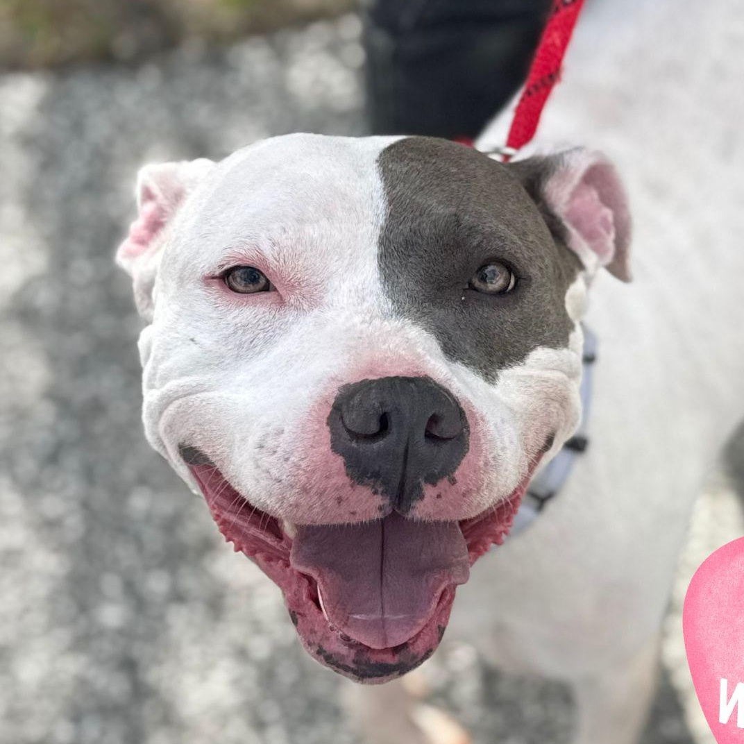 Thea, ADOPTABLE, Adult Female Pit Bull Terrier.