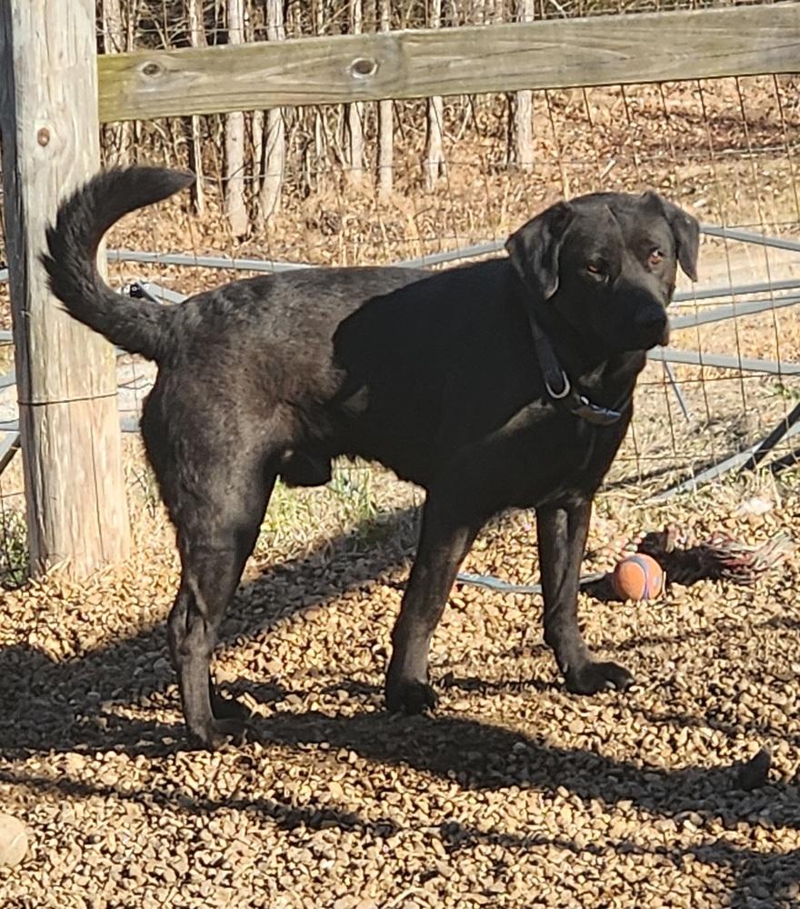 THOMAS, a Adoptable mixed breed in Lexington, TN image 1/2