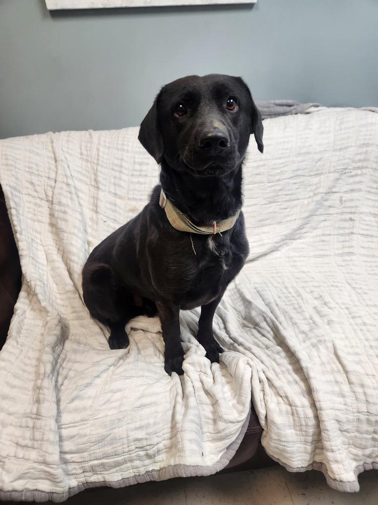 THOMAS, Adoptable, Adult Male Labrador Retriever & Mixed Breed.