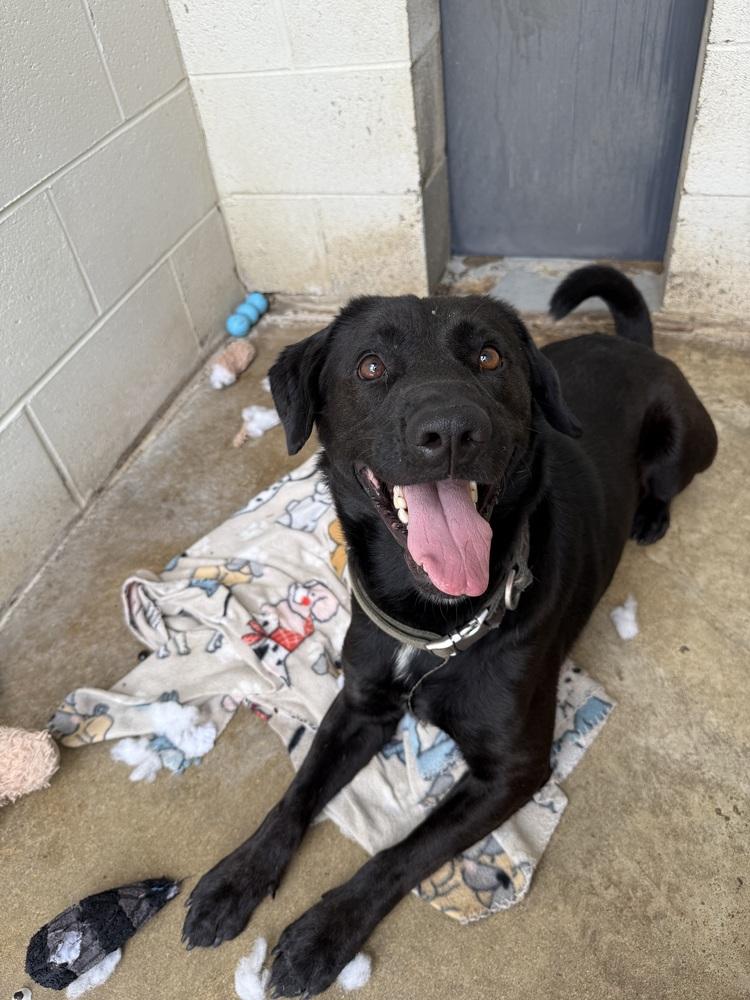 Enlarge THOMAS, a Adoptable mixed breed in Lexington, TN image 3/6